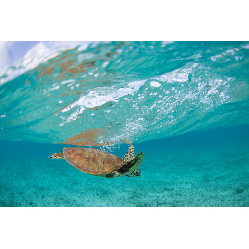 Okinawa Sea Turtle Paradise 1 Piece Wrapped Canvas Wall Art, 81cm H x 122cm W x 3.8cm D