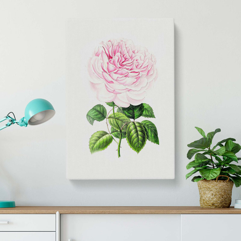 Illustration of a Pink Rose - Wrapped Canvas, 60cm H x 40cm W x 3cm D