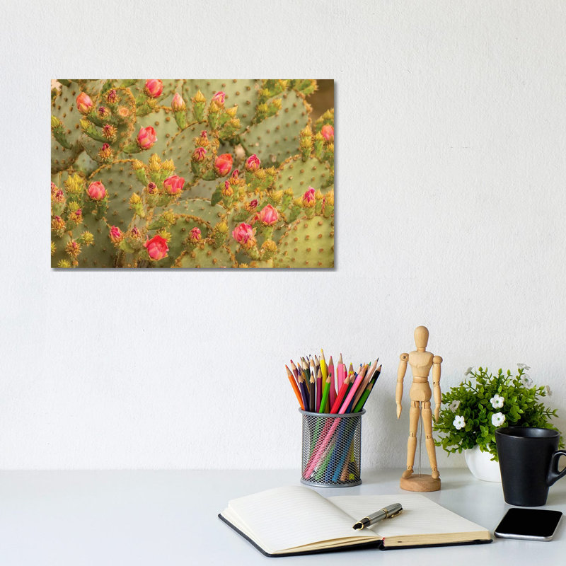 USA, Arizona, Sonoran Desert. Prickly Pear Cactus Blossoms. by Jaynes Gallery - Wrapped Canvas Gallery-Wrapped Canvas Giclée