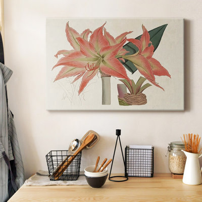 Amaryllis Varietals III Premium Gallery Wrapped Canvas - Ready to Hang