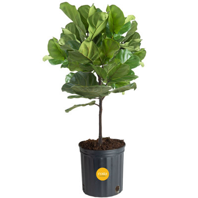 Costa Farms Indoor Fiddle Leaf Fig House Plant in 8.75" Grower Pot
