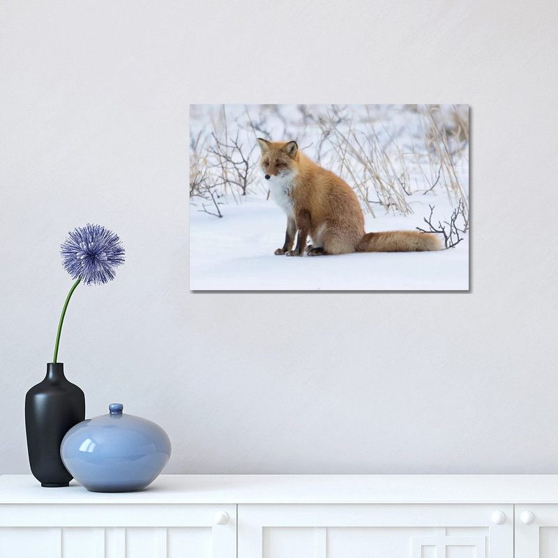 «Red Fox Sitting In Snow» par Darrell Gulin - photographie sur toile tendue, H 12 po x l 18 po x 1,5 po