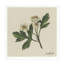 White Blossom I Print-587991970