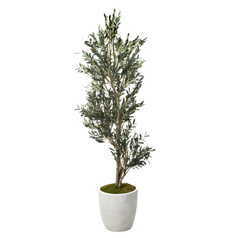 7.5' Olive Tree in White Hudson Planter