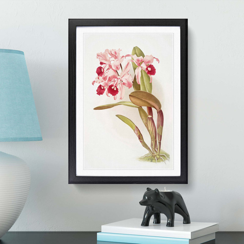 Magnolia Flowers Illustration Tab. 12 by Frederick Sander - Picture Frame Painting Print, 76cm H x 50cm W x 2cm D, Black
