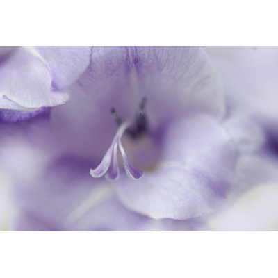 A Gift In Purple II by Gillian Hunt - Wrapped Canvas Print