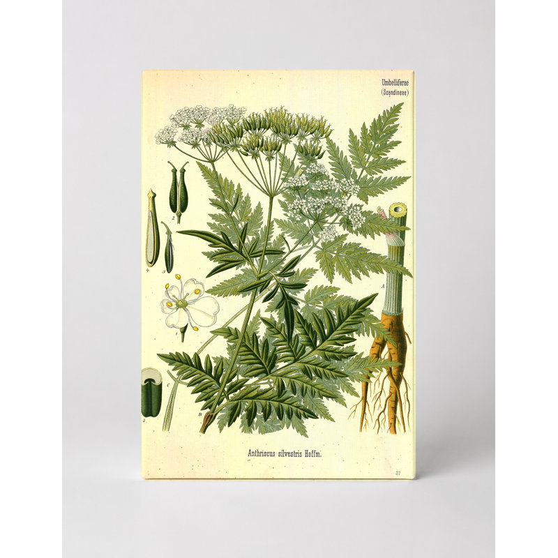 Anthriscus sylvestris, 18" W x 12" H