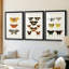 Papillons rétro IV - impression encadrée de qualité supérieure sur mesure mat - 3 pièces-1861978055-1861978057