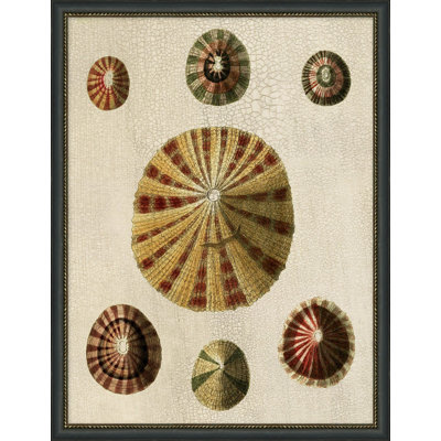Variegated Shells 4 Painting