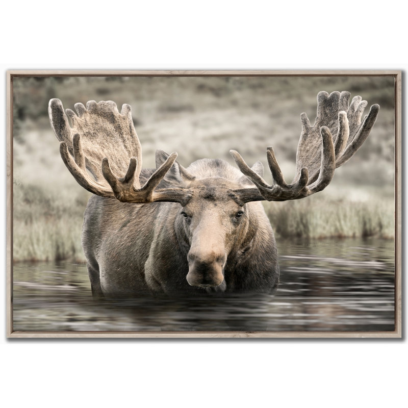Art mural sur toile Moose Hot Springs