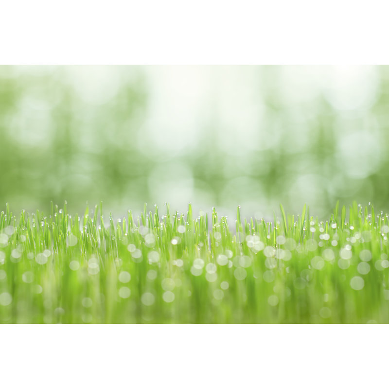 Herbe au début du printemps par Misha Kaminsky, H 24 po x l 36 po