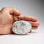 Genuine Polished Dendritic Agate Palm Crystal