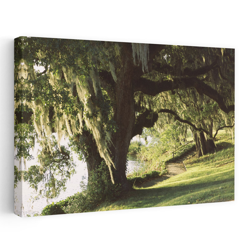 Jardin à Riverside Middleton Place Charleston, Charleston County, Caroline du Sud, États-Unis, paysage abstrait, art naturel