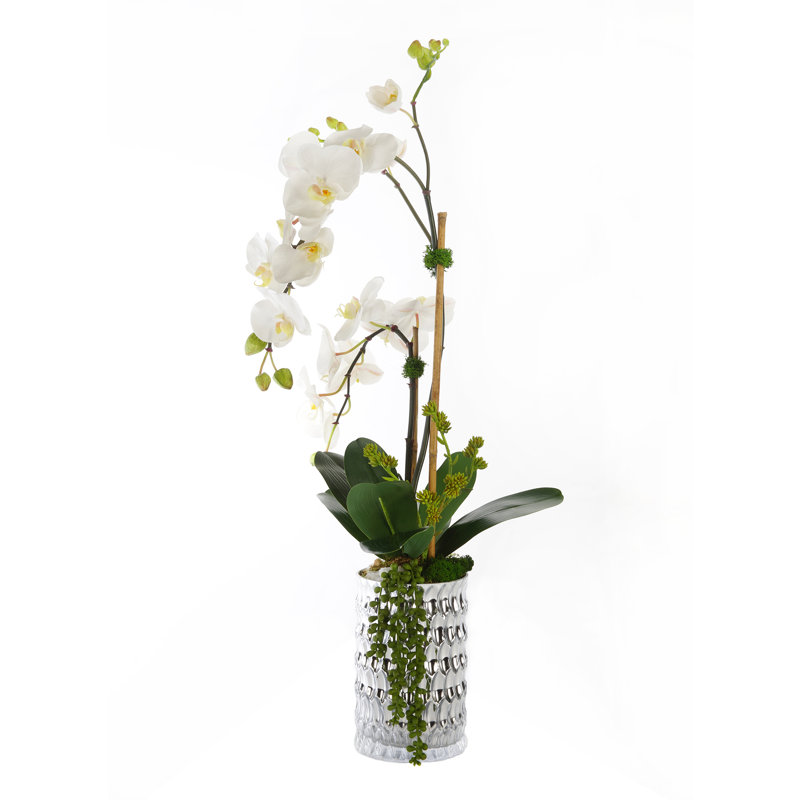 Véritables centres d'orchidées en pot