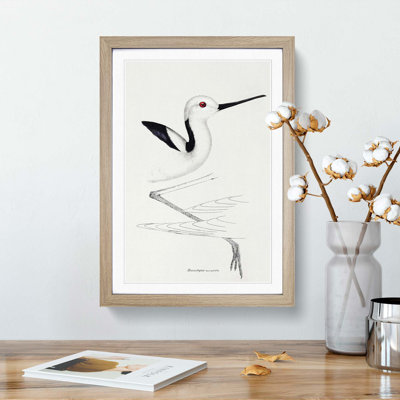 White-Headed Stilt Bird by John Gould - Framed Print