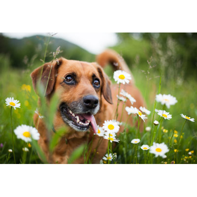Dog by Dkolsek - Wrapped Canvas Print