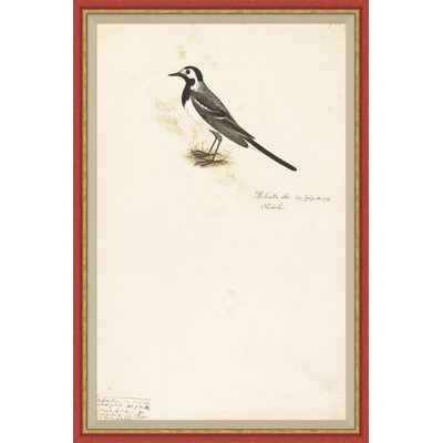 18th Century Bird Re-Strikes X Painting