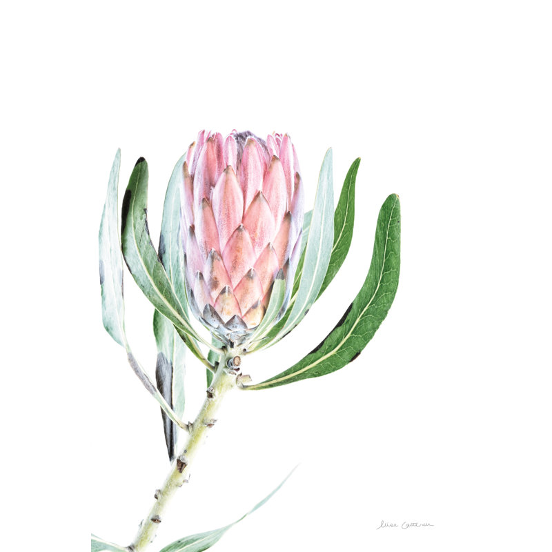 Dreamy Protea II Oasis - Wrapped Canvas Print, 46cm H x 30cm W