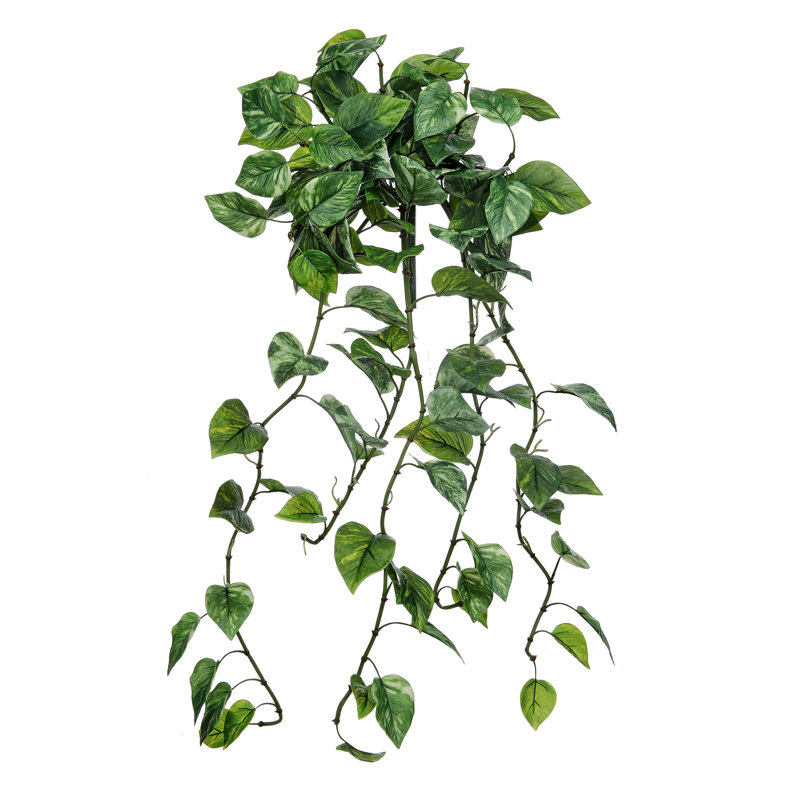 Pothos 42 po