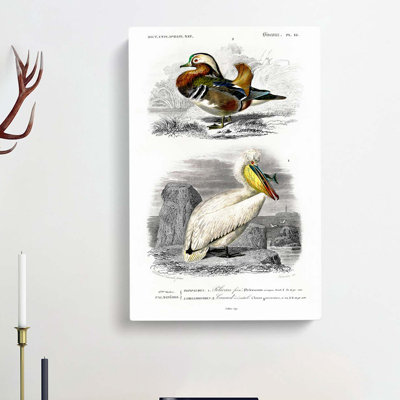 Duck & Pelican by Louis Renard - Wrapped Canvas