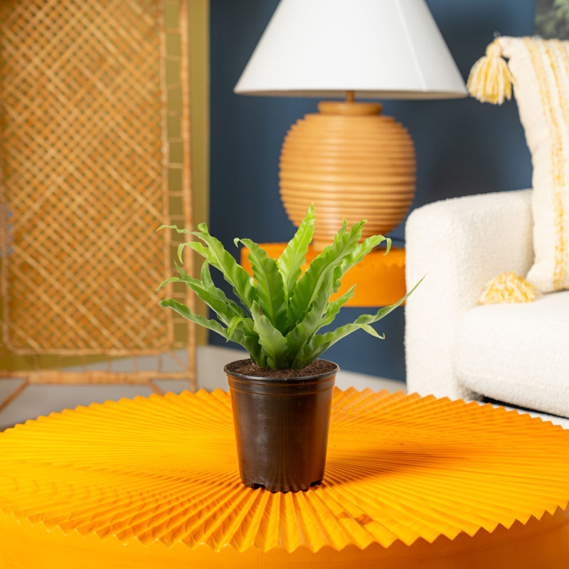 Costa Farms Bird's Nest Fern - Thumbnail 5