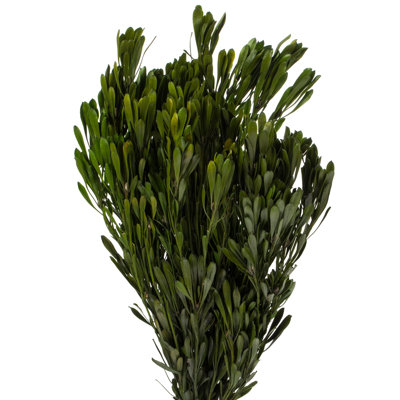 Vickerman Platys Foliage Bundle, Preserved Plant