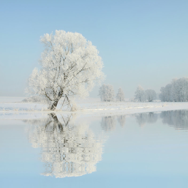 «Frosty Winter Tree» par Aniszewski - impression sur toile tendue, L 12 po x H 12 po