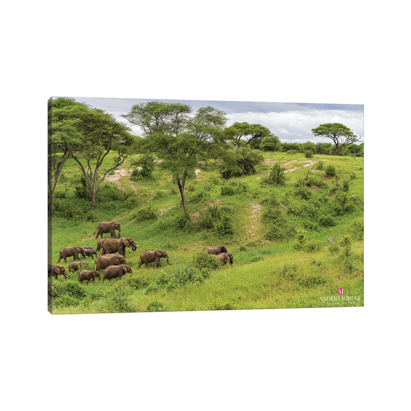 Elephant Heard by Anders Jorulf - Wrapped Canvas Gallery-Wrapped Canvas Giclée, 66.04 cm H x 45.72 cm W