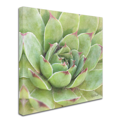 'Garden Succulents IV Colour' Photographic Print on Wrapped Canvas