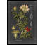 Midnight Botanical I by Vision Studio - Print-1560922780-1562315533