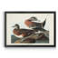 American Widgeon - reproduction d'art sur toile encadrée-547122956-547122948
