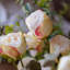 Tige de rose sec-75464229