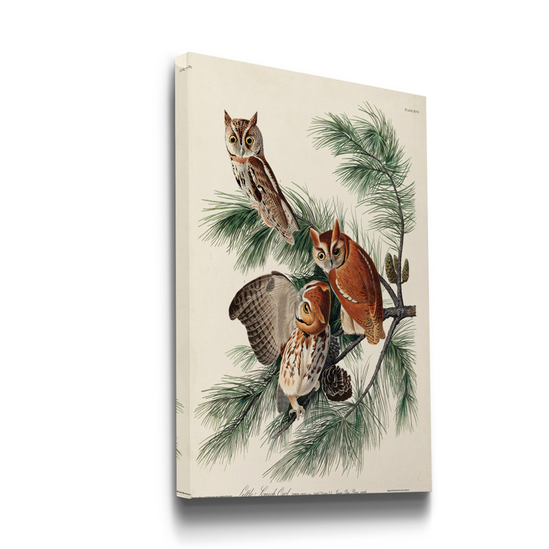 Pl 97 Little Screech Owl - impression sur toile tendue, H 36 po x l 24 po x P 1 po