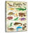 Reptile Species Chart