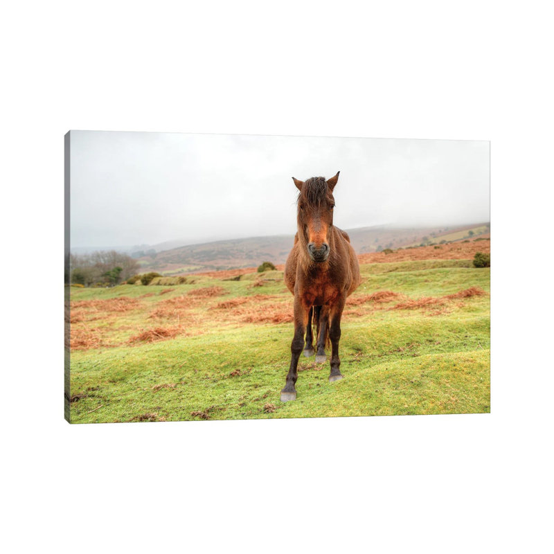 Stare Down by David Gardiner - Wrapped Canvas Print, 45.72cm H x  66.04cm W