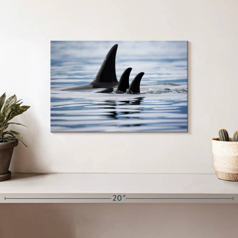 Brampt Killer Whale Fins, 8" H x 12" W