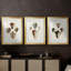 Sowerby Shells I - Impression personnalisée de qualité supérieure avec cadre mat - 3 pièces-410746891-410746893
