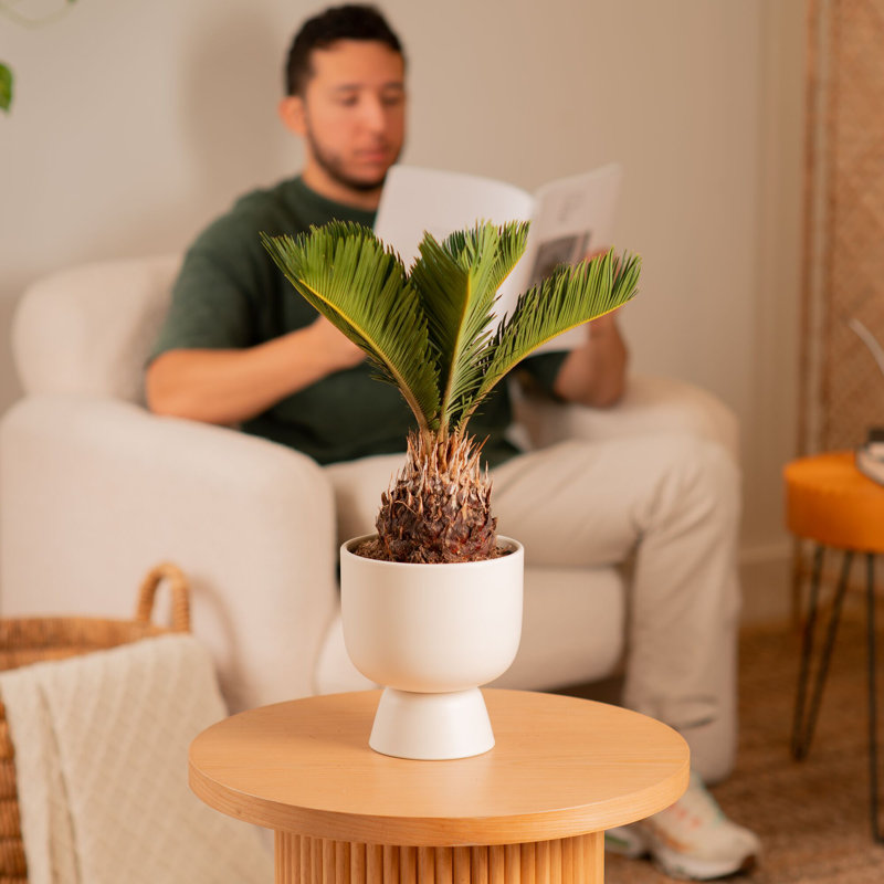 Sago Palm Tree in Ceramic/Wood Planter