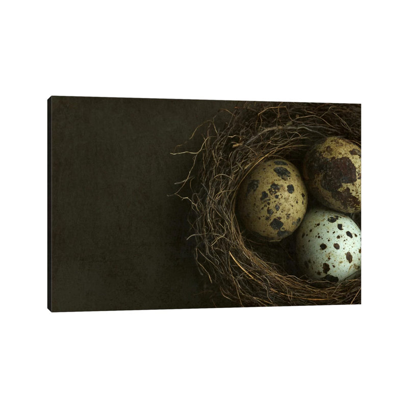 Bird's Nest And Quail Eggs Closeup by Alyson Fennell - Wrapped Canvas Print, 20.32 cm H x 30.48 cm W