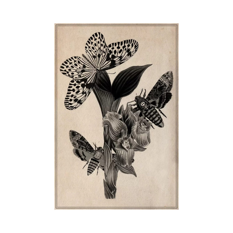 Butterflies Scientific Drawing by Unknown Artist - Wrapped Canvas Print, 101.6 cm H x 66.04 cm W x 3.175 cm D