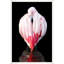 Flamingo Delicacy 1 Wall Art & Signage