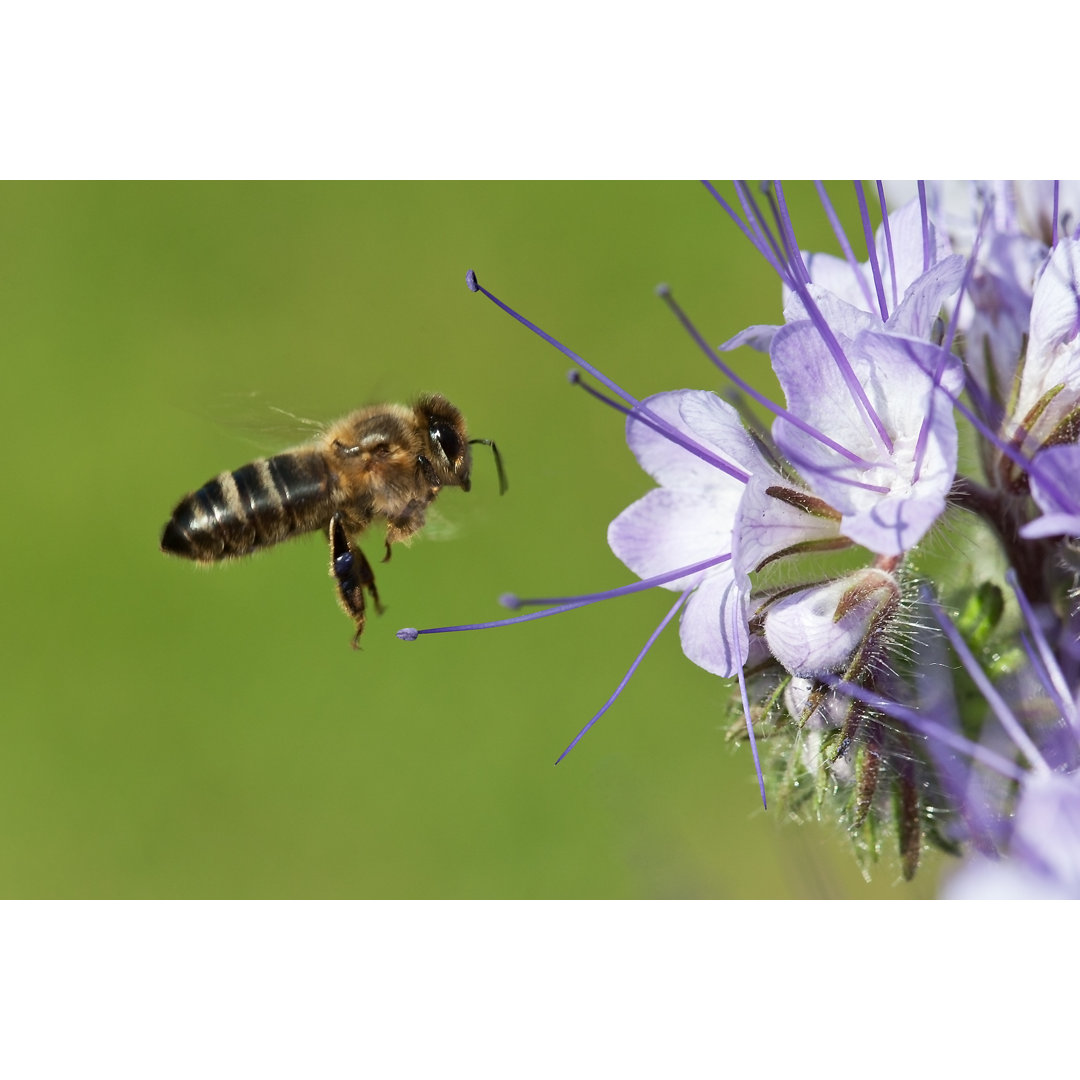 Biene auf den Phacelia-Blumen - Kunstdrucke auf Leinwand