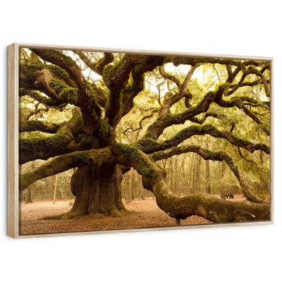 Mossy Ancient Oak Tree