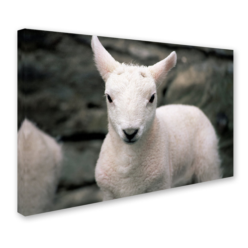 Ann «Lamb», reproduction de photo sur toile tendue, H 30 po x l 47 po