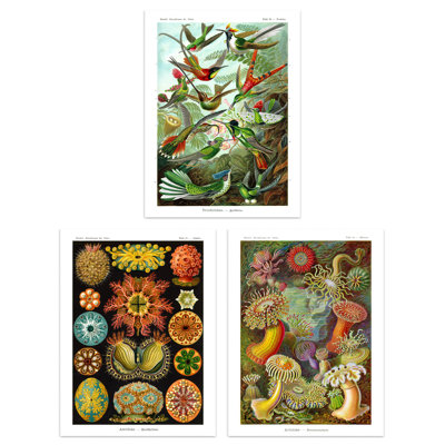 Hummingbirds And Sea Anemones Haeckel Vintage Illustrations - 3 Piece No Frame Print Set