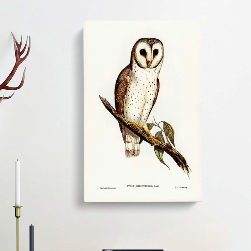 Delicate Owl by Charles D'Orbigny - Wrapped Canvas Painting, 50cm H x 35cm W x 3cm D