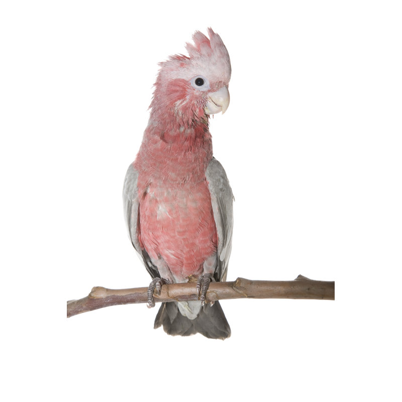 Gallah rose et gris par Tap10, H 36 po x l 24 po