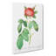 Gallic Rose by Pierre-Joseph Redoute - Wrapped Canvas Painting-55323351