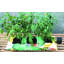 Benno Speed Feed Watering System