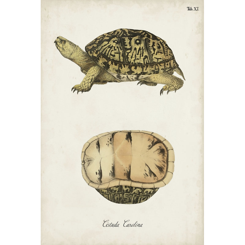 Antique Turtles & Shells V 1 Piece Wrapped Canvas Wall Art, 76.2cm H x 50.8cm W
